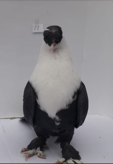 Продам голубей породы Шахшарли