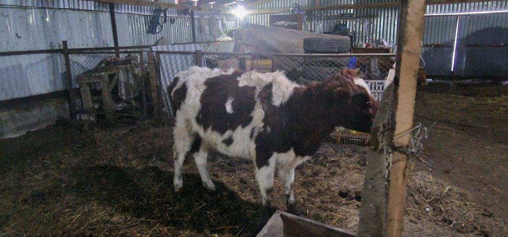 Симентал сиыр қашар сатылады