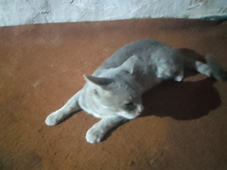 ISMI BARSIK yoshi 3 da