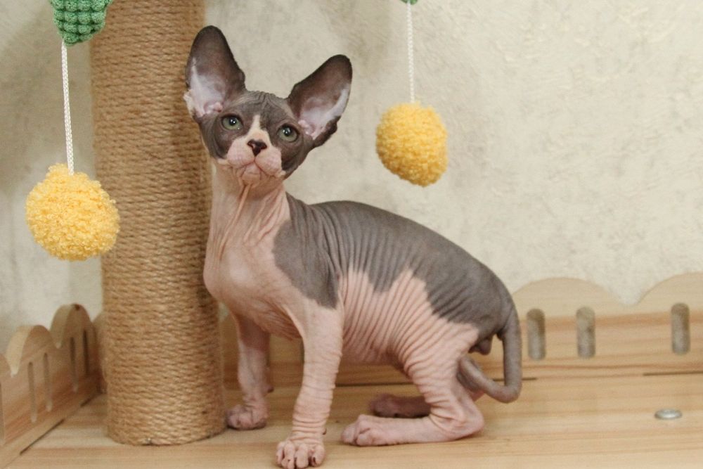 Кошечка, канадский сфинкс