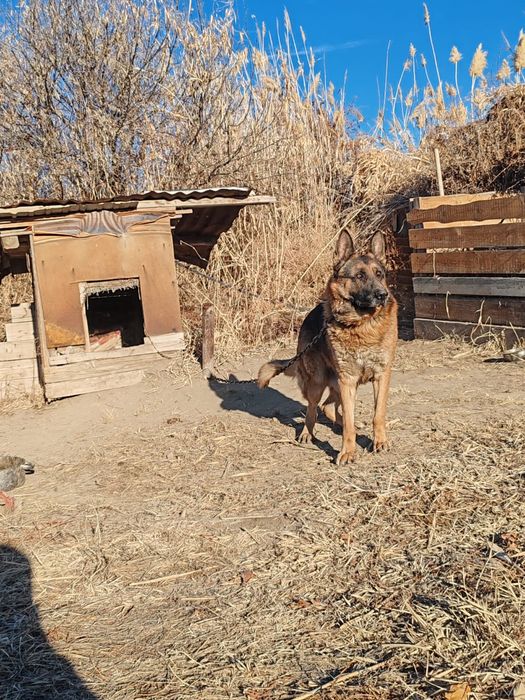 Немецкая овчарка