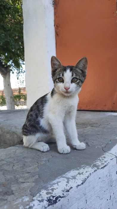Марғаулар, котёнок, котята, мысық