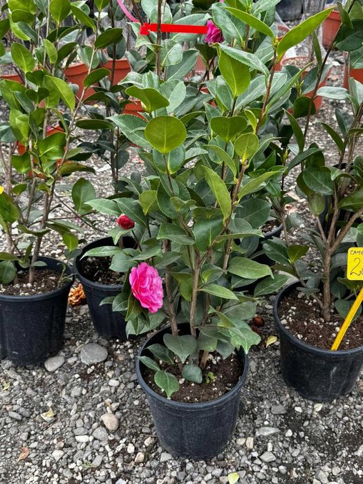 Camelia japoneză premium | Plante ornamentale și amenajări