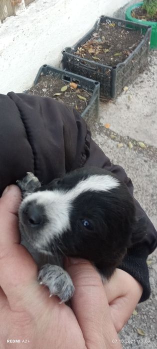 Отдам щенков в хорошие руки.