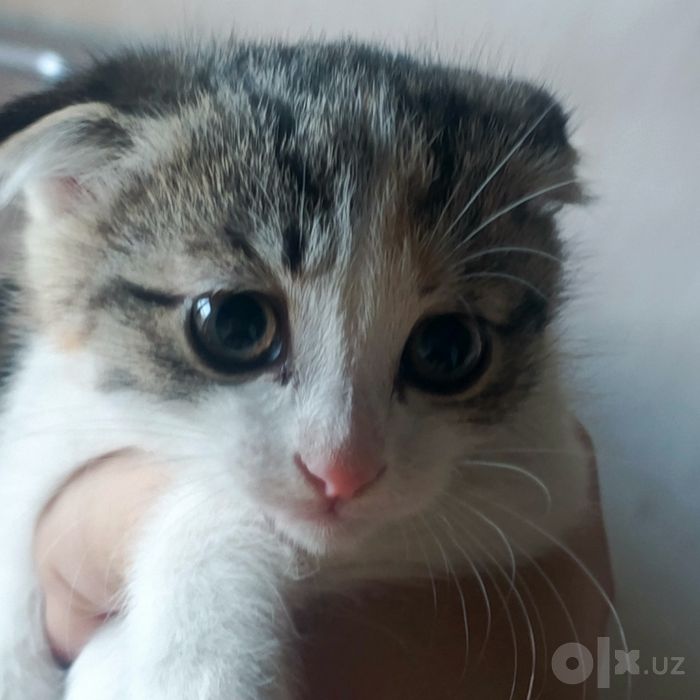 Scottish fold, zotdoz mushuk, 2 oylik, qiz