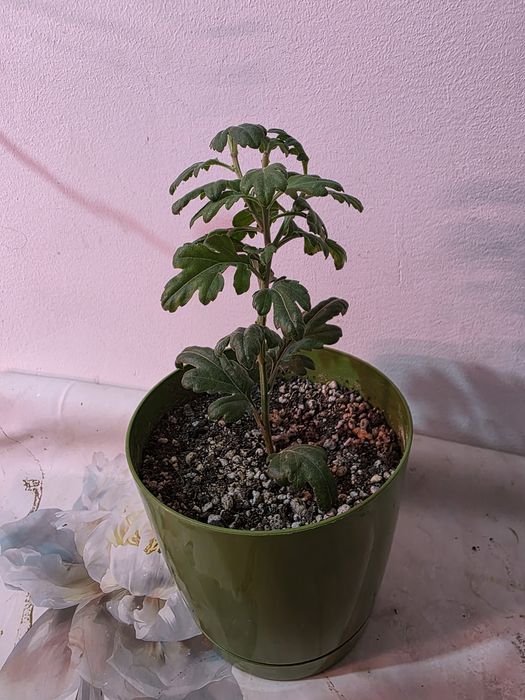 Комнатные растения косшы