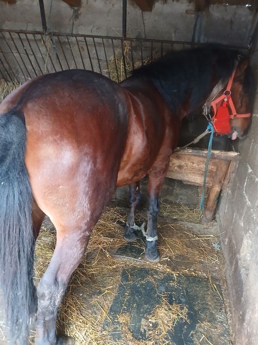 Vând noatin  de 2 ani