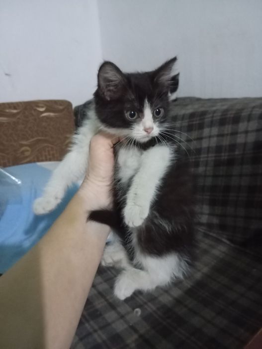 Котятам нужен дом.