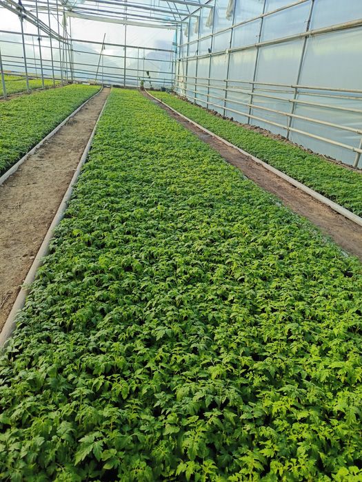 Pink paradays pamidor kochat