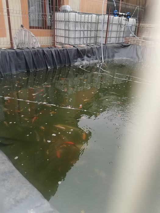 Crapi Koi . Barna • OLX.ro