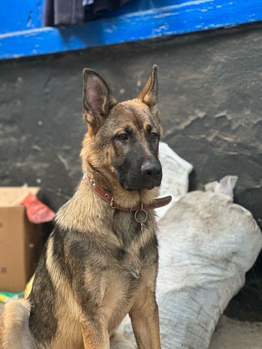 продам неметскую овчарку не связона не раз