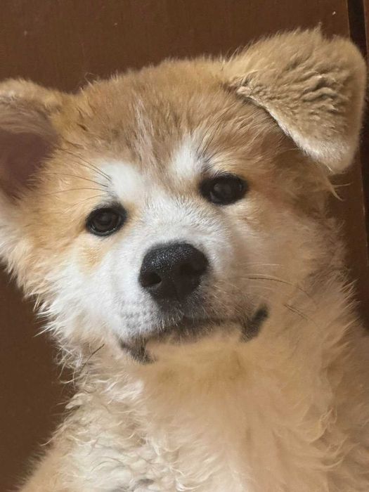 Акита Ину Родословие