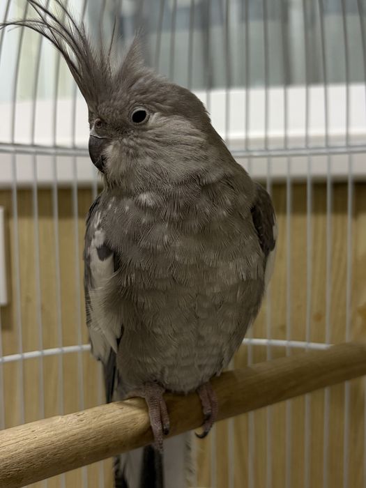 Корелла  попугай параси