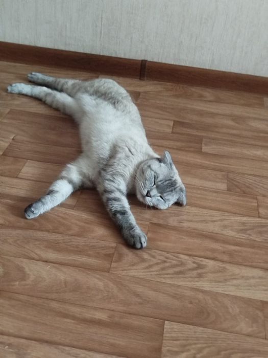 Продам кошку в хорошие руки