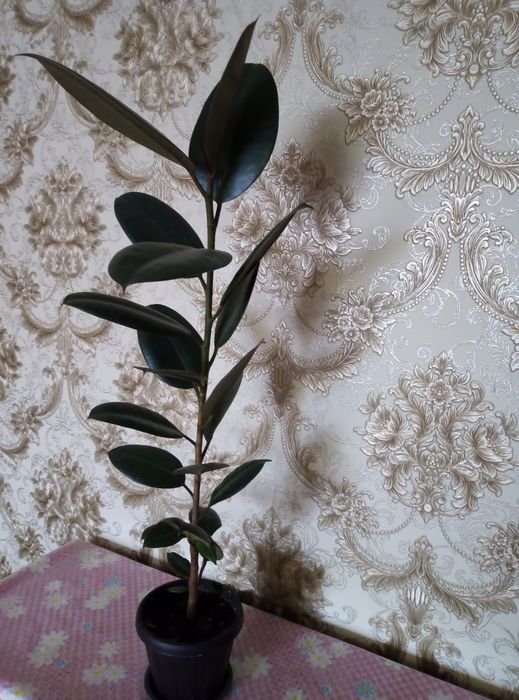 Продам фикус черный принц