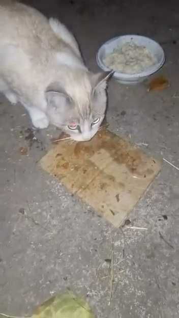 Чей красивый кот?