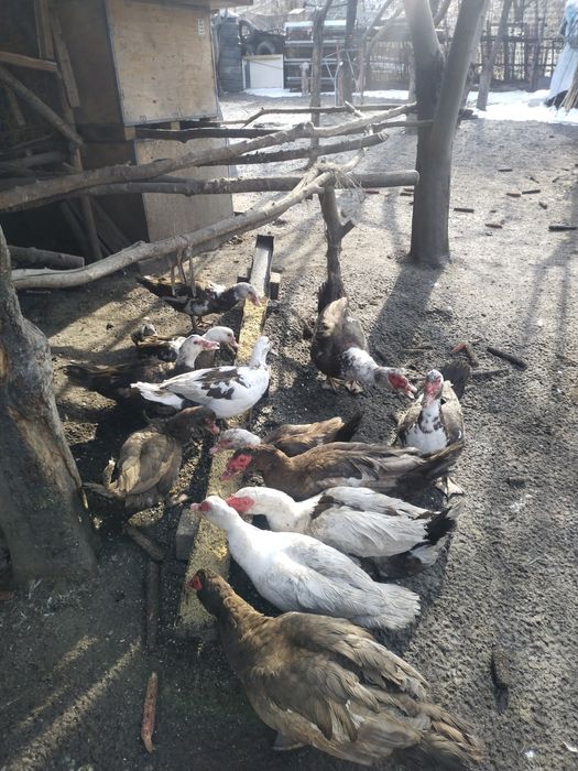 Продам Индоуток...