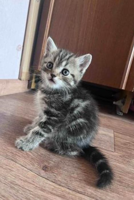 В красивых окрасах девочки, 1.5 мес