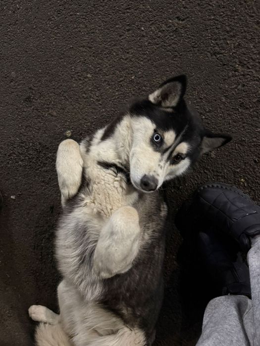 Ищем дом для невероятного хаски