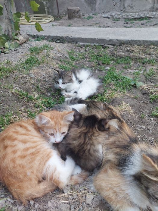 Мушук болалари текин