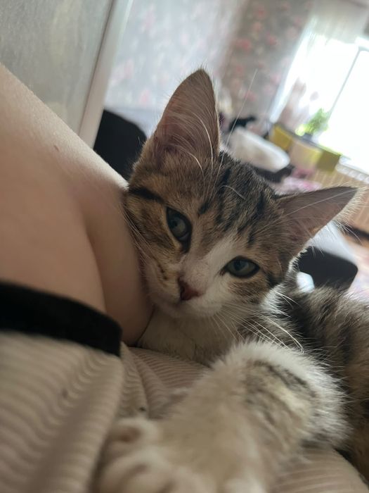 Отдам котят в добрые руки