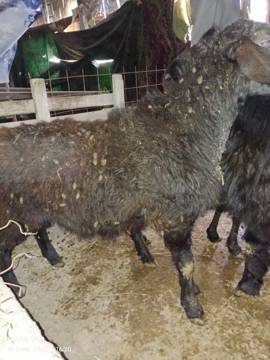 Қойдар сатамын .