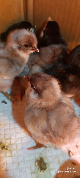 Pui australorp negru si albastru