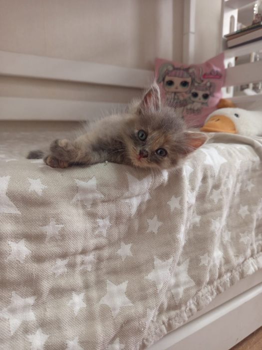 Котята 1,5 месяца