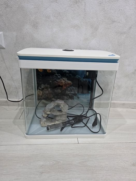 Acvariu pești cu neon