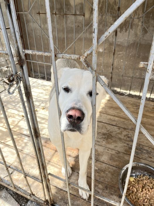 Ит сатылады түсі ақ