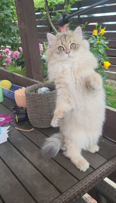 Fetita british longhair blue golden cu pedigree