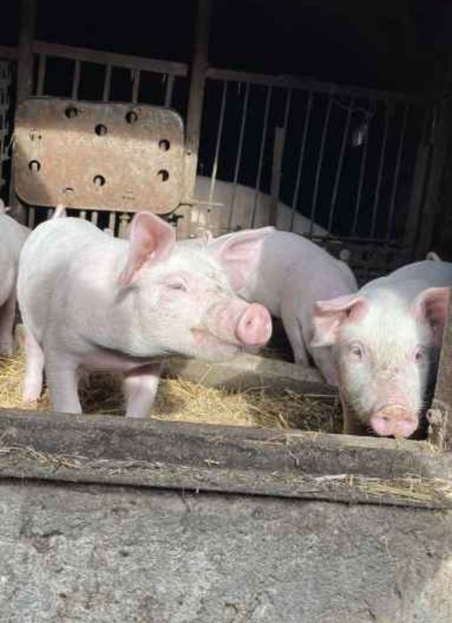 Продаются Поросята