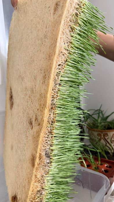 Гидропоника натуральная