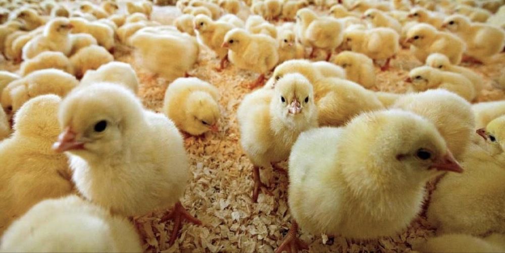 Броилеры рос308готовые подрощенные