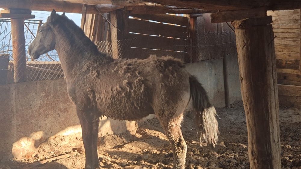 Семіз тай бағасы келісімді