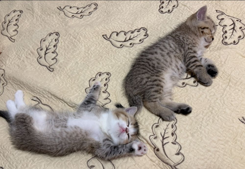 Puiuti British Shorthair si Scottish Fold
