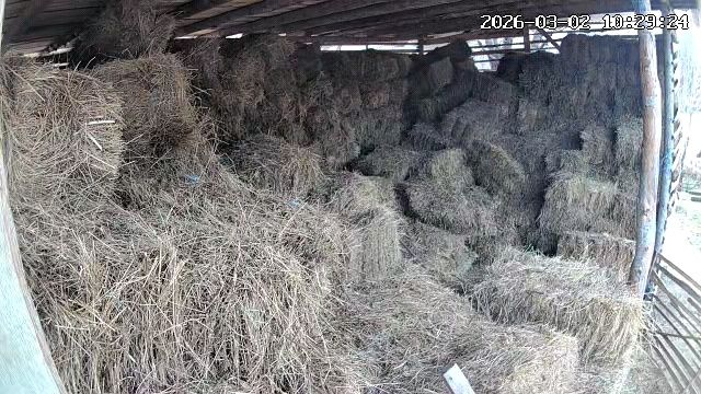 Baloti de fan 14 lei bucata