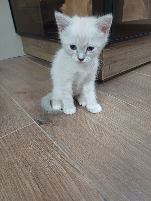 Продаются котята