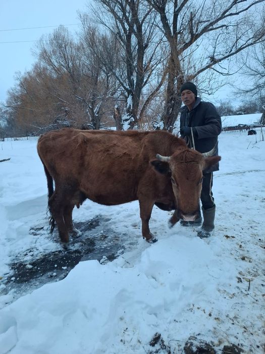 Продается корова