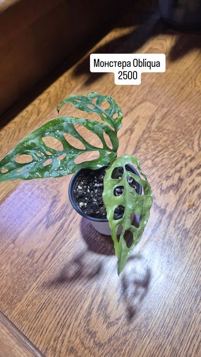 Комнатные растения