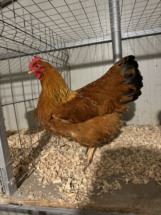 Oua New Hampshire Maro-Auriu pentru incubat