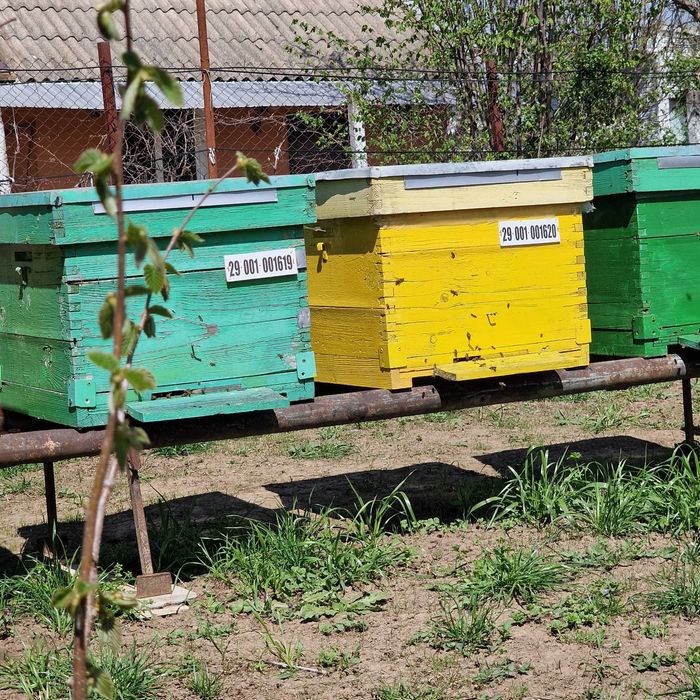 Vând familii de albine