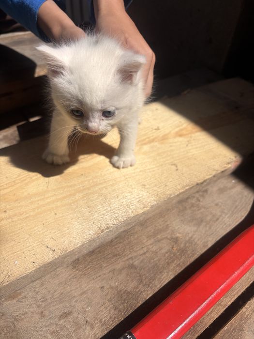 Бесплатно отдам кошек