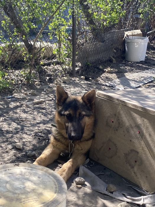 Немецкая овчарка