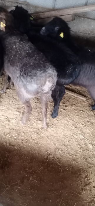 Токтылар сатылады