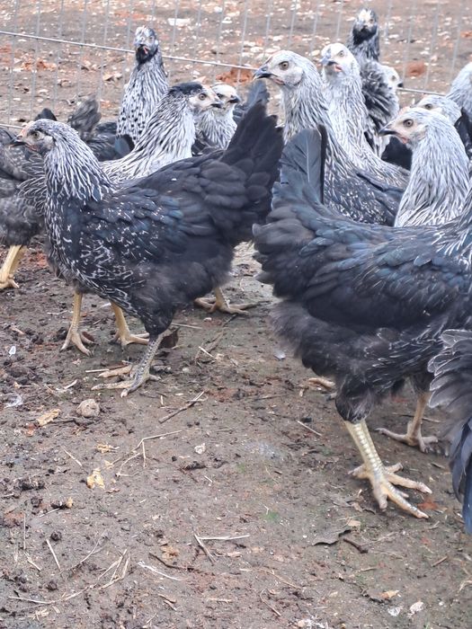 Puicute de oua de 4 luni