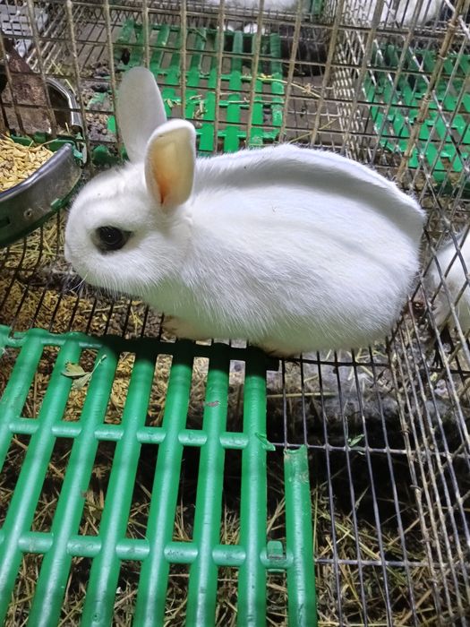 IEPURASI  Pitici De Vânzare