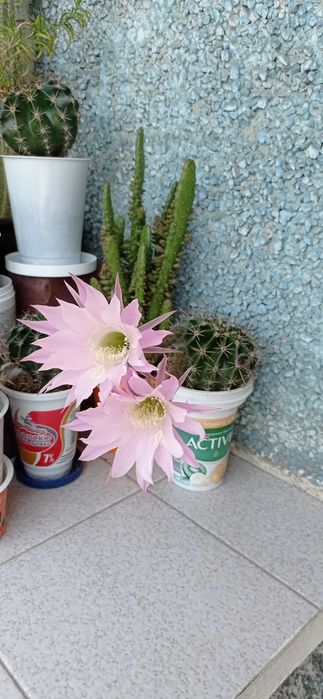 Кактуси в кофички