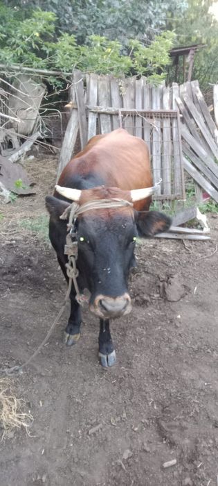 Сиыр фабричный 550000