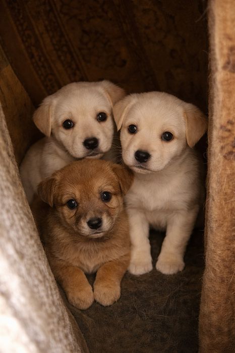 Срочно! Щенки в добрые руки!